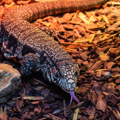 Zwart witte Argentijnse teju - De Zonnegloed - Dierenpark - Dieren opvangcentrum - Sanctuary